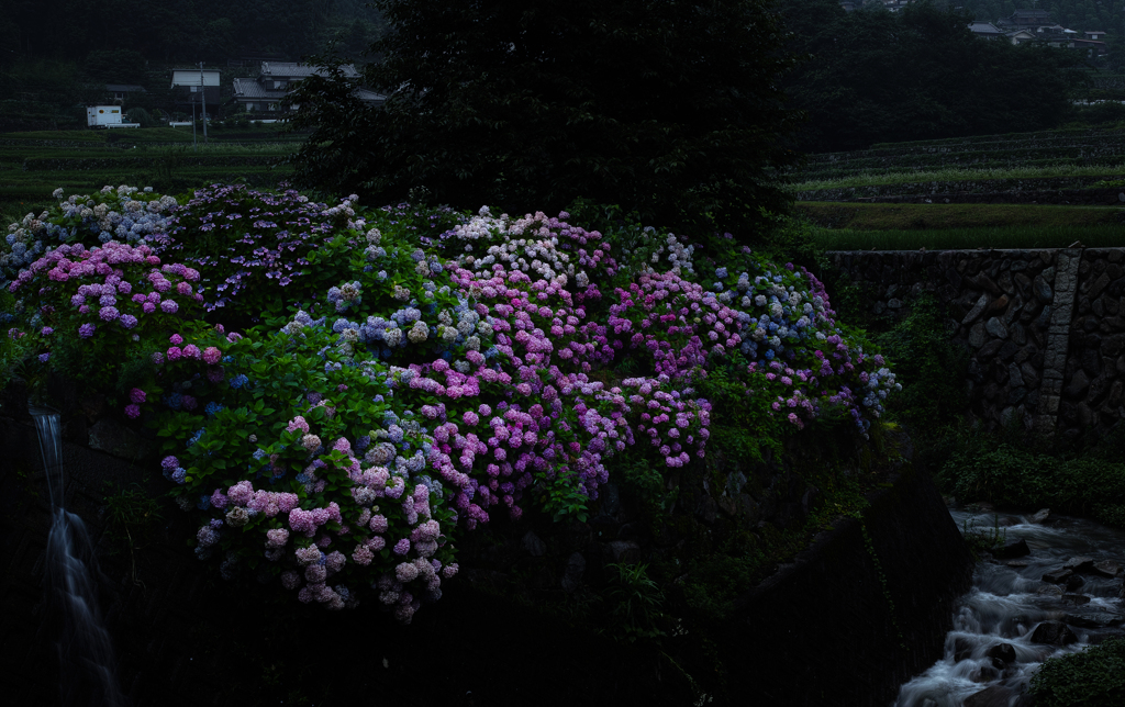 紫陽花日和