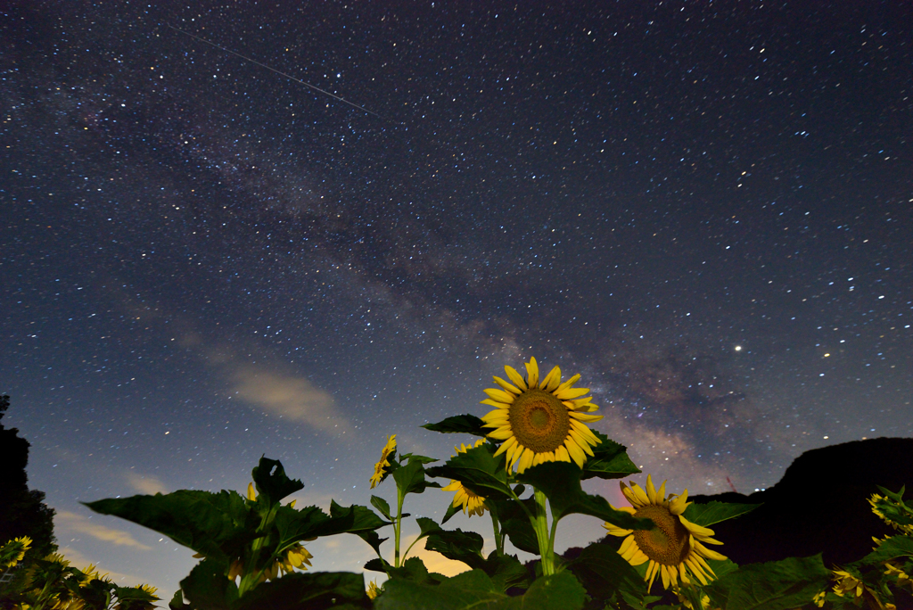 向日葵と天の川と流れ星と・・・