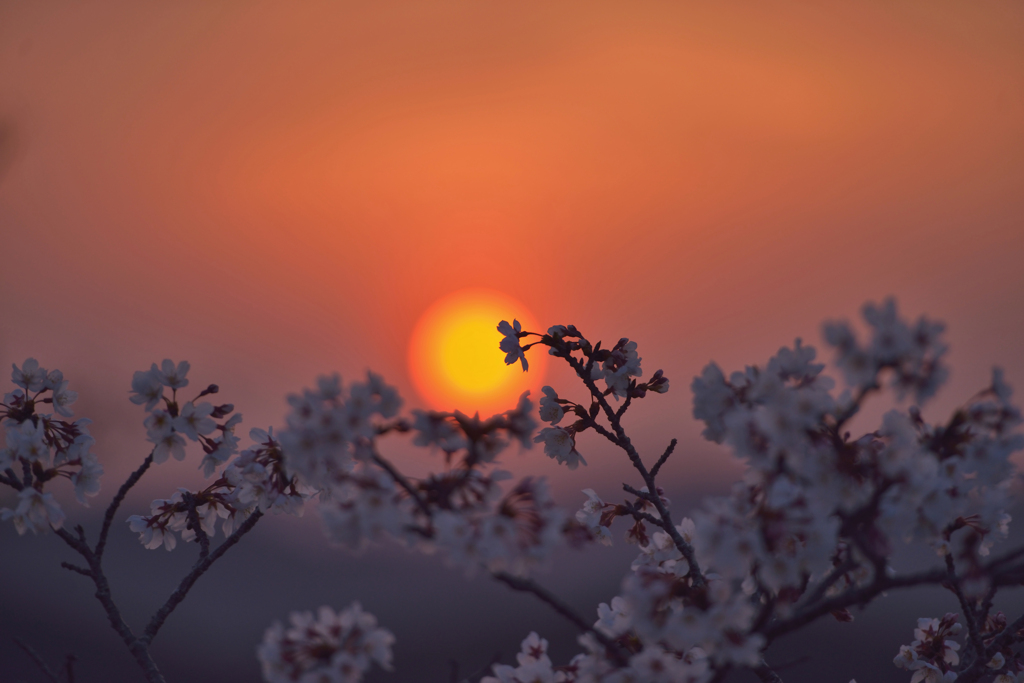 夕日と桜