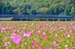 コスモス沿線