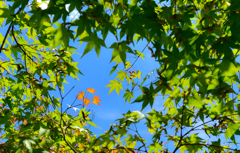 真夏の紅葉