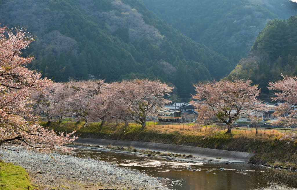 桜並木と列車