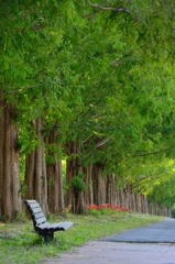 並木の似合う風景