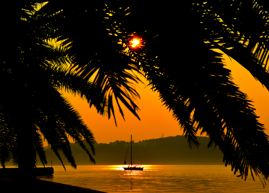 Tree shade