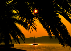Tree shade