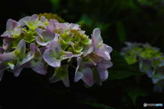 紫陽花とDP2M