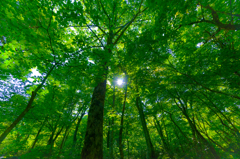 Light Green