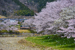 桜吹雪が舞う沿線