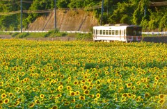向日葵絨毯を行く列車