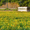 向日葵絨毯を行く列車