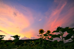 ひまわりと夕景3