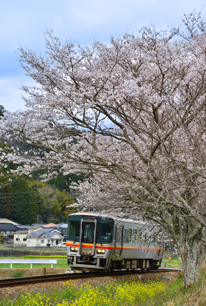 桜と姫新線