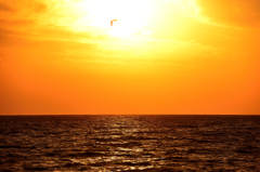 Sun & Bird