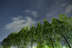メタセコイア並木と夜空