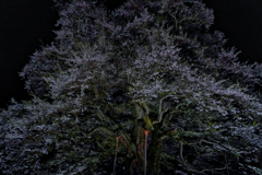 醍醐桜の夜