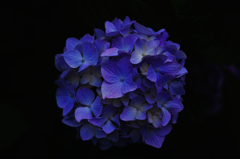 紫陽花 紫陽花