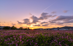 蓮華と夕景