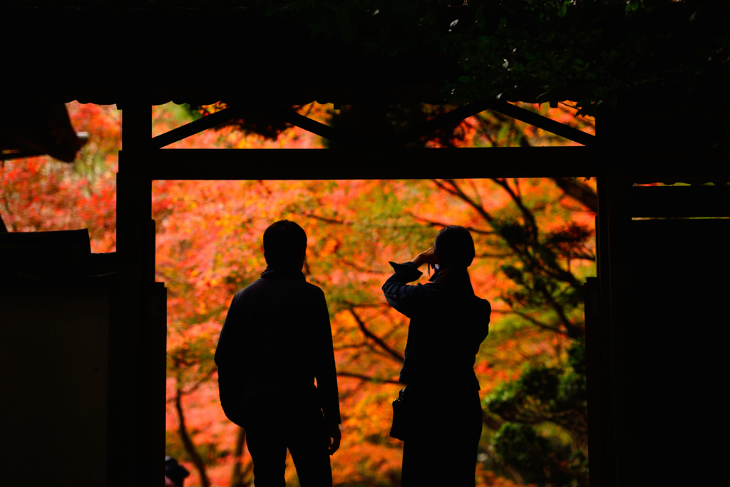 紅葉の世界にようこそ