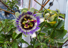 時を指す花