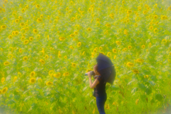 夏撮り