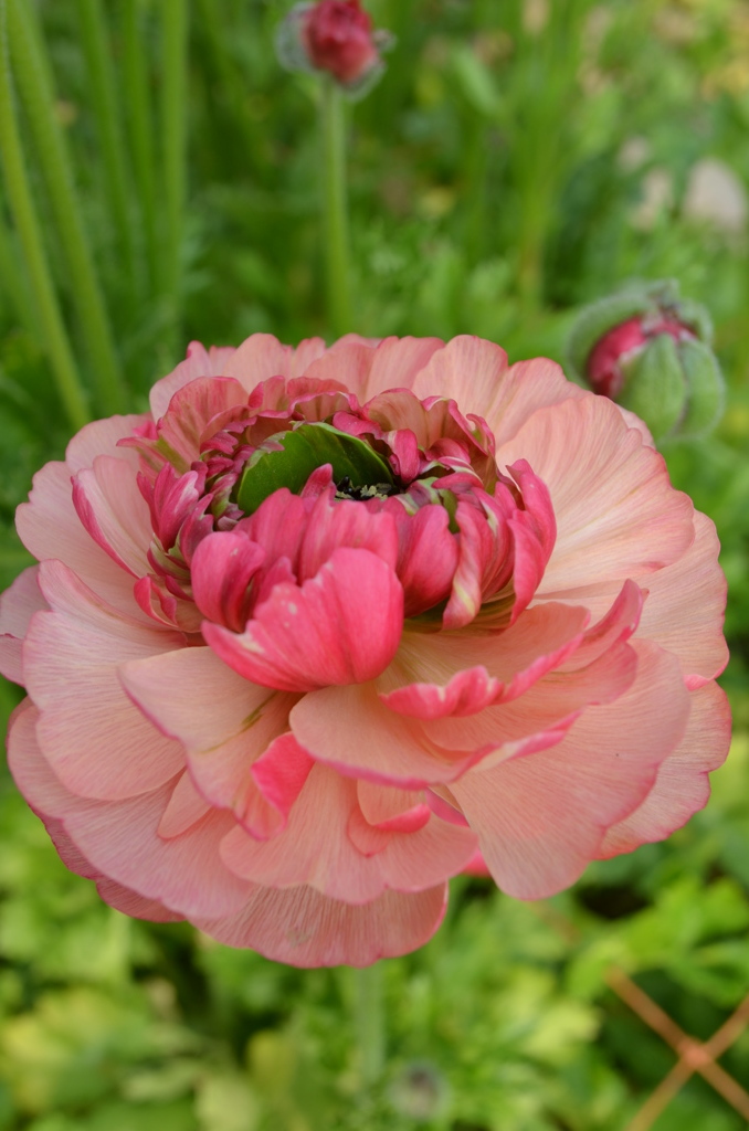 ranan  pink