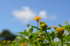 himehima