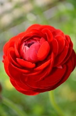 ranan red