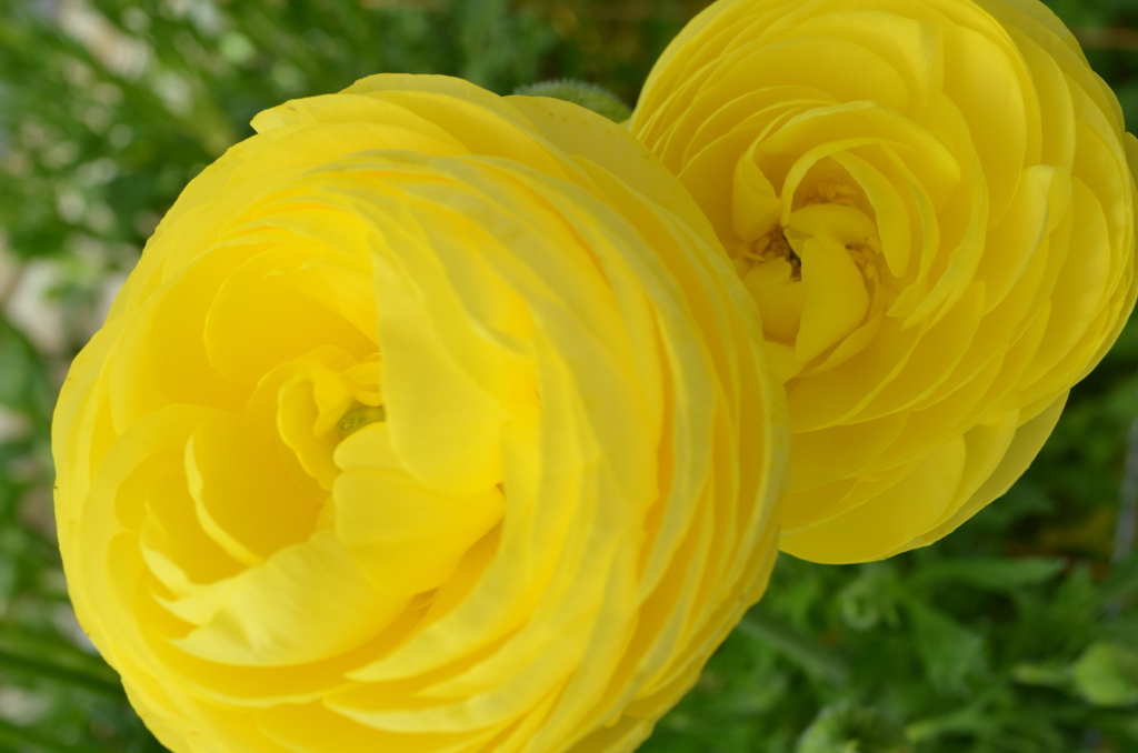 ranan yellow