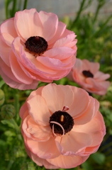 ranan pink