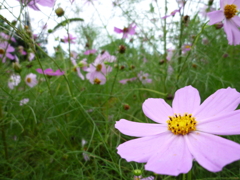 kosumosu