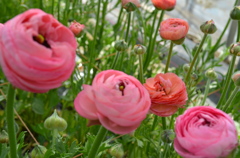pink ranan