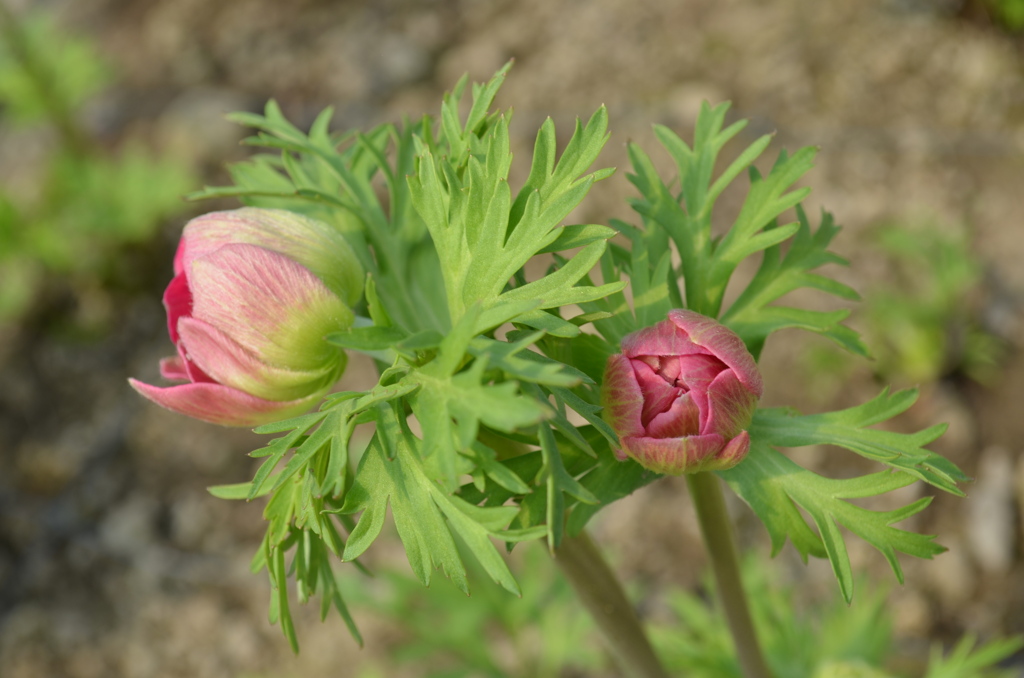 anemone