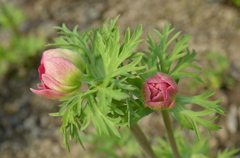 anemone
