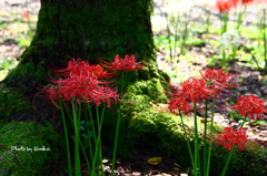 苔と彼岸花