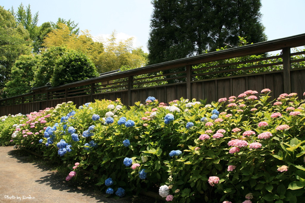 紫陽花の塀