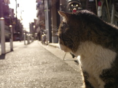 野良猫