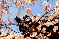 屋根瓦と共に