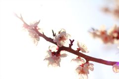 春の光