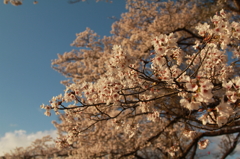 今年もやってきたよ、