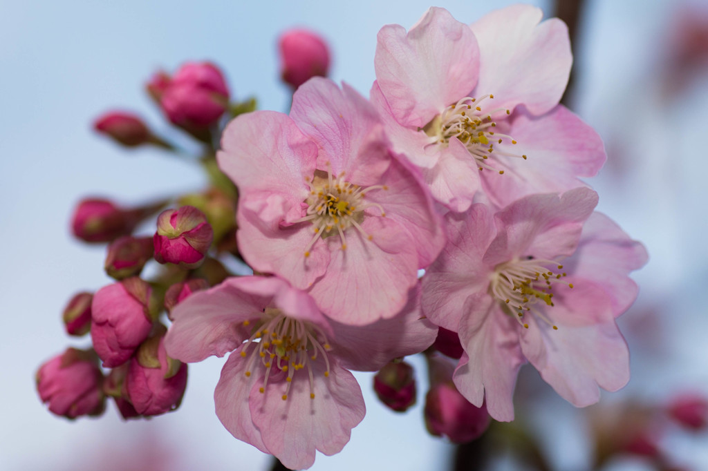 ＳＡＫＵＲＡ