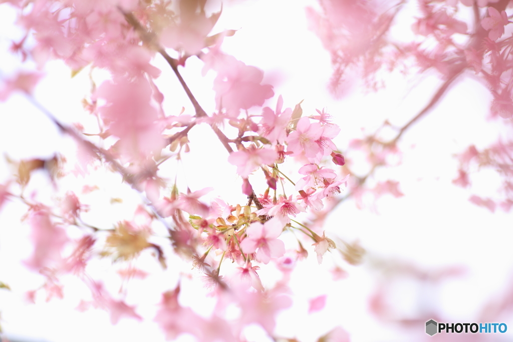 ぼんやり花景色