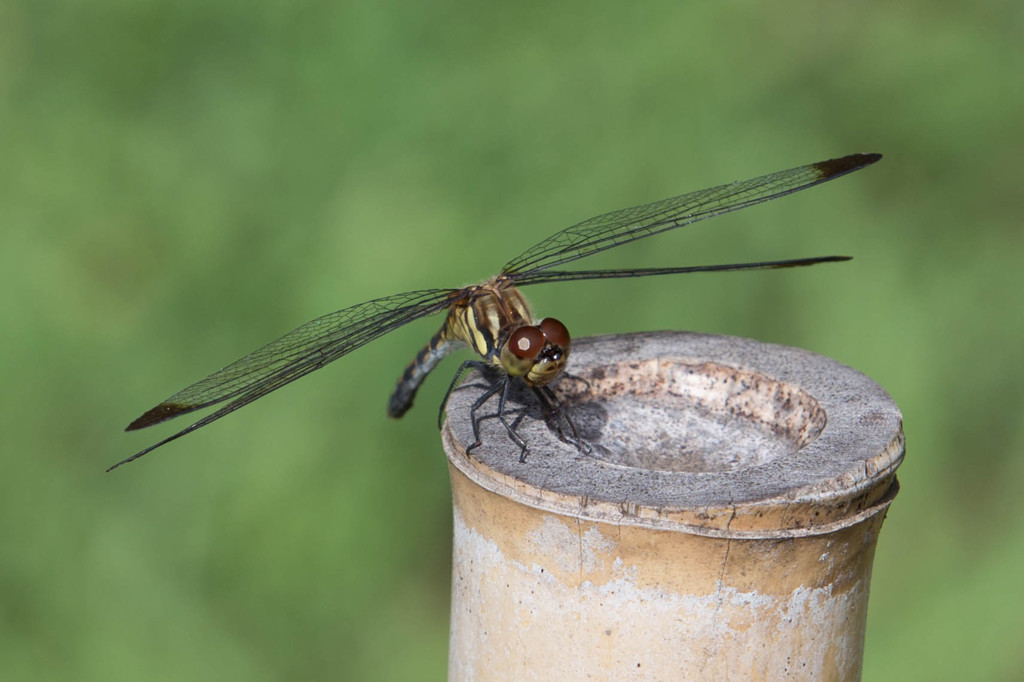 DRAGONFLY