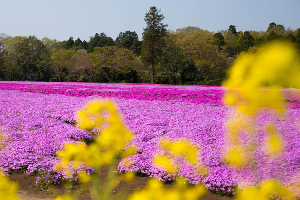 芝桜と菜の花
