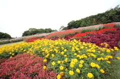 秋の花
