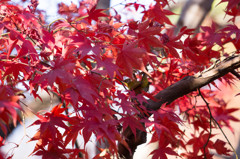 ＭＥＪＩＲＯ＆ＭＯＭＩＪＩ