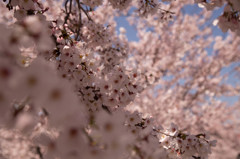 満開な桜