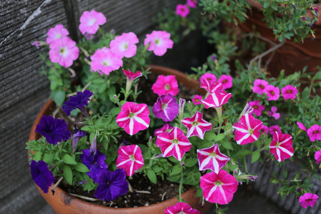 玄関先の花
