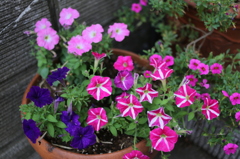 玄関先の花