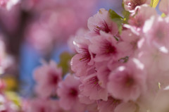 鮮やかな桜色