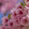 鮮やかな桜色